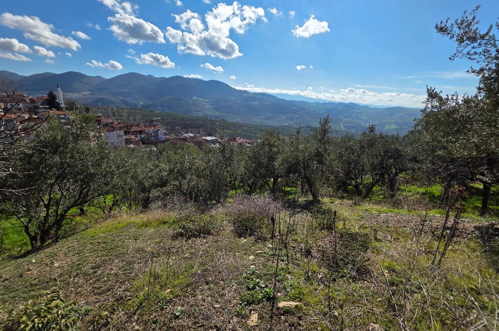 C21 Cius; Katırlı Köyiçi İmarlı Yola Cephe Satılık 691m2 Zeytinlik