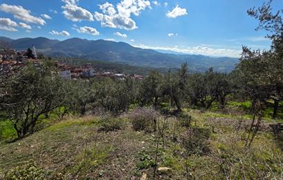 C21 Cius; Katırlı Köyiçi İmarlı Yola Cephe Satılık 691m2 Zeytinlik