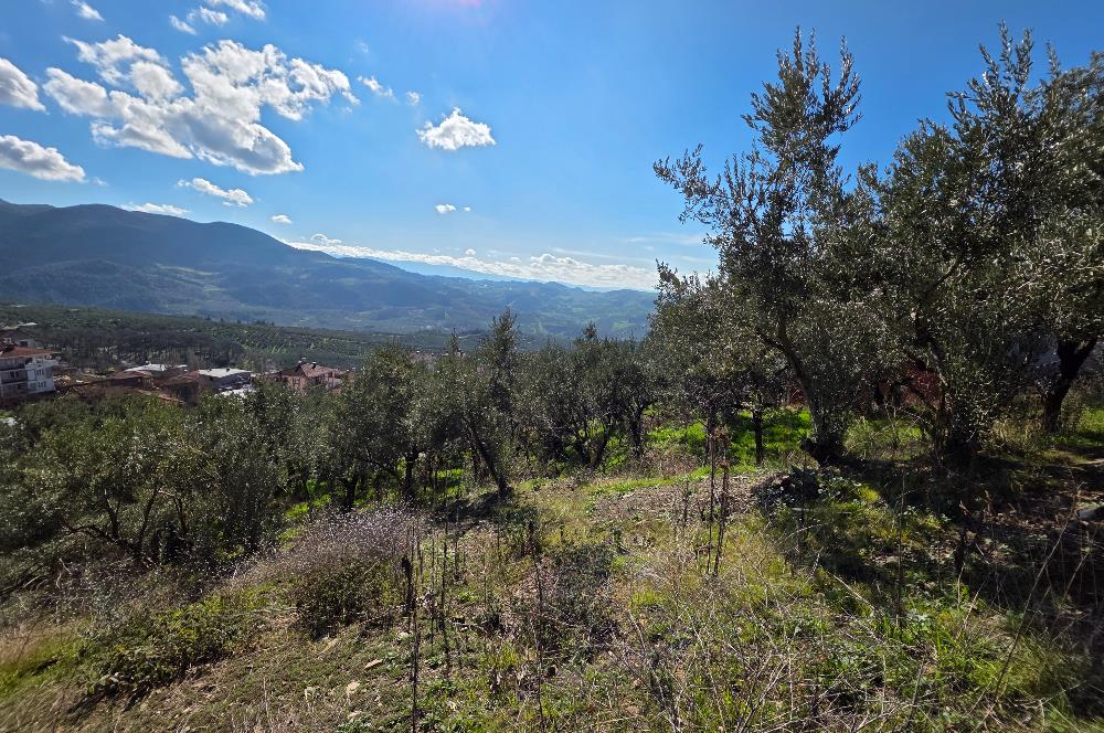 C21 Cius; Katırlı Köyiçi İmarlı Yola Cephe Satılık 691m2 Zeytinlik