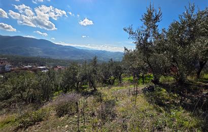 C21 Cius; Katırlı Köyiçi İmarlı Yola Cephe Satılık 691m2 Zeytinlik