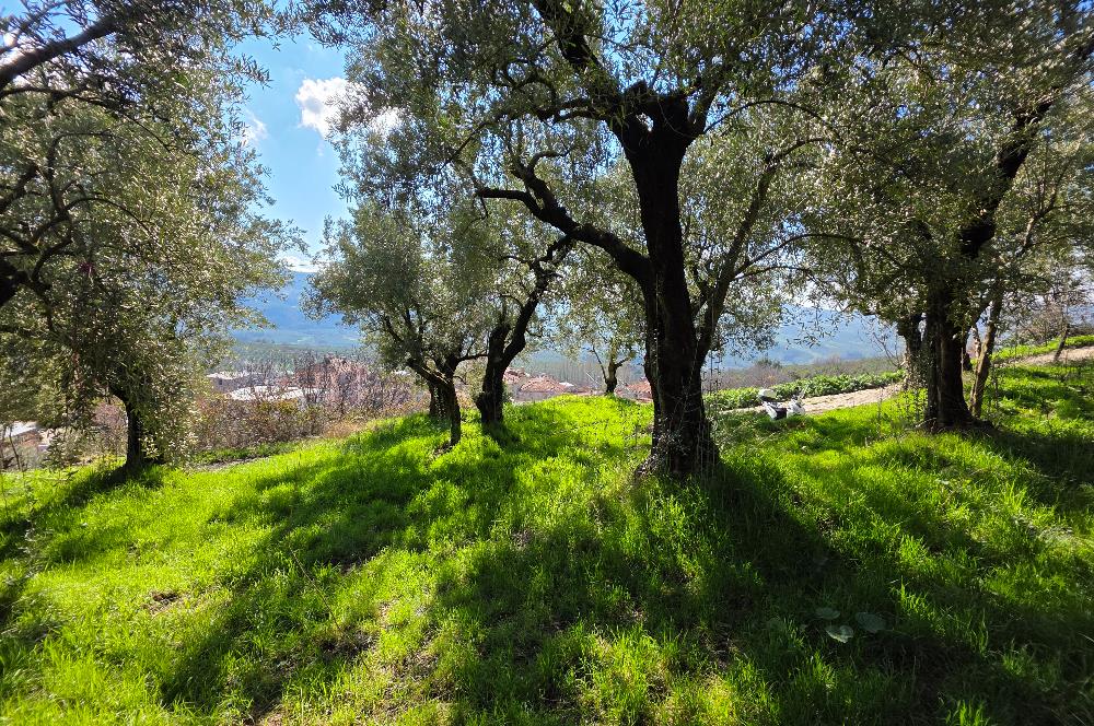 C21 Cius; Katırlı Köyiçi İmarlı Yola Cephe Satılık 691m2 Zeytinlik