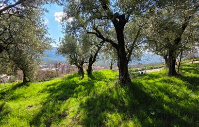 C21 Cius; Katırlı Köyiçi İmarlı Yola Cephe Satılık 691m2 Zeytinlik