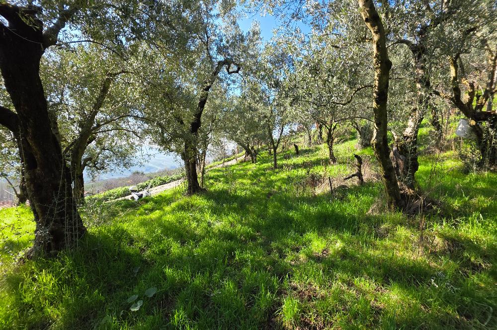 C21 Cius; Katırlı Köyiçi İmarlı Yola Cephe Satılık 691m2 Zeytinlik