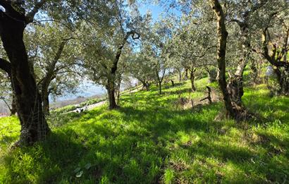 C21 Cius; Katırlı Köyiçi İmarlı Yola Cephe Satılık 691m2 Zeytinlik