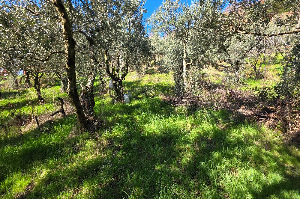 C21 Cius; Katırlı Köyiçi İmarlı Yola Cephe Satılık 691m2 Zeytinlik