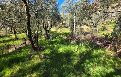 C21 Cius; Katırlı Köyiçi İmarlı Yola Cephe Satılık 691m2 Zeytinlik