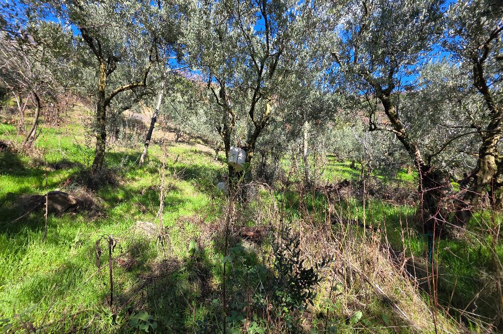 C21 Cius; Katırlı Köyiçi İmarlı Yola Cephe Satılık 691m2 Zeytinlik