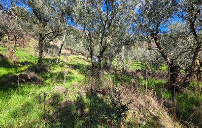 C21 Cius; Katırlı Köyiçi İmarlı Yola Cephe Satılık 691m2 Zeytinlik