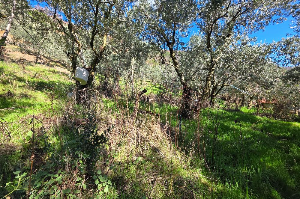 C21 Cius; Katırlı Köyiçi İmarlı Yola Cephe Satılık 691m2 Zeytinlik