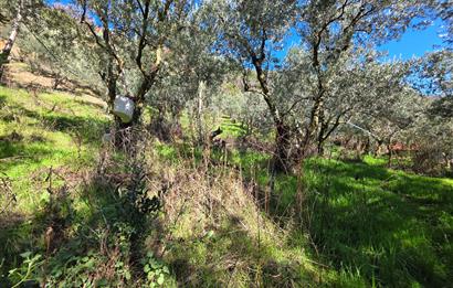 C21 Cius; Katırlı Köyiçi İmarlı Yola Cephe Satılık 691m2 Zeytinlik