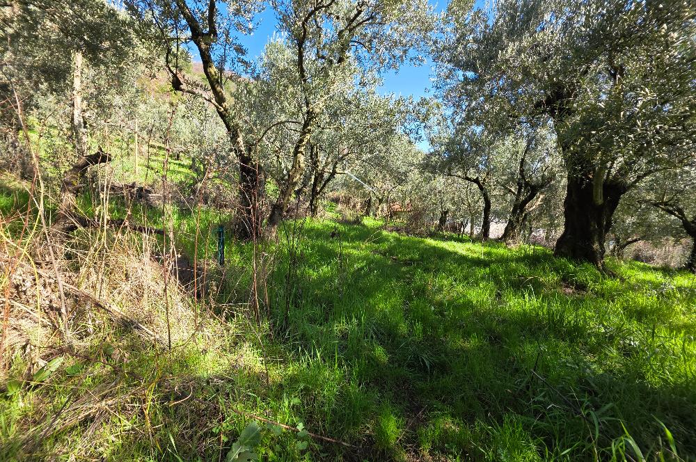 C21 Cius; Katırlı Köyiçi İmarlı Yola Cephe Satılık 691m2 Zeytinlik