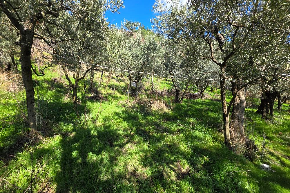 C21 Cius; Katırlı Köyiçi İmarlı Yola Cephe Satılık 691m2 Zeytinlik