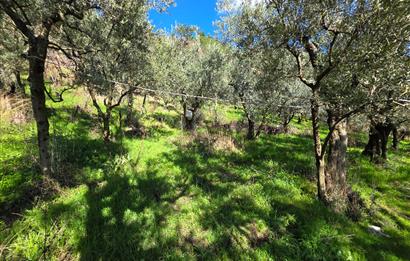 C21 Cius; Katırlı Köyiçi İmarlı Yola Cephe Satılık 691m2 Zeytinlik