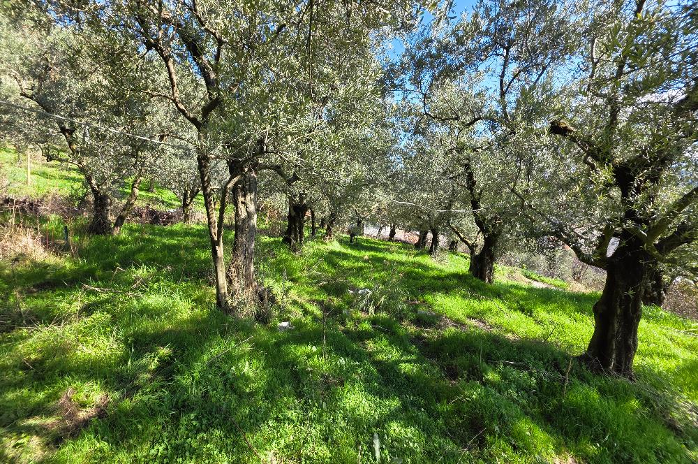 C21 Cius; Katırlı Köyiçi İmarlı Yola Cephe Satılık 691m2 Zeytinlik