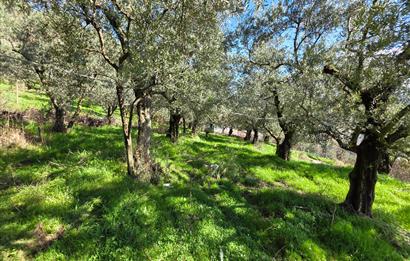 C21 Cius; Katırlı Köyiçi İmarlı Yola Cephe Satılık 691m2 Zeytinlik