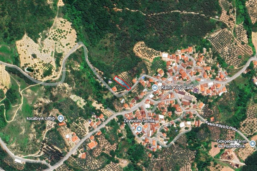 C21 Cius; Katırlı Köyiçi İmarlı Yola Cephe Satılık 691m2 Zeytinlik