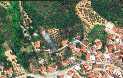 C21 Cius; Katırlı Köyiçi İmarlı Yola Cephe Satılık 691m2 Zeytinlik