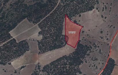 C21 LOFT'tan Tarımın Kalbinde 21 Dönüm Güçlü Yatırım