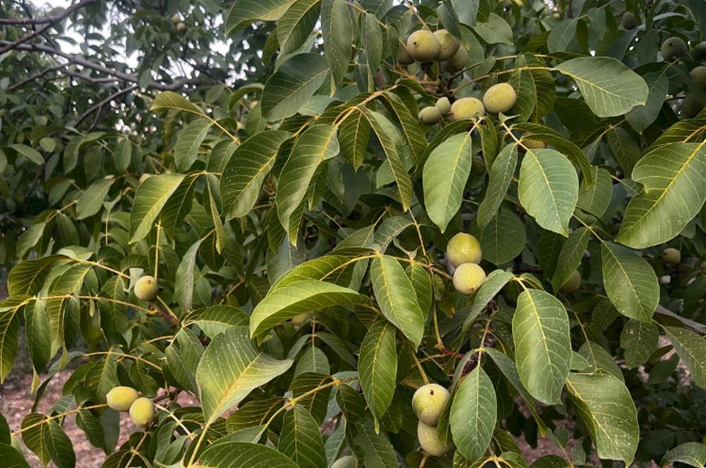 C21 LOFT'tan Verim ve Ev Hazır, Kızılcabölük'te Ceviz Bahçesi