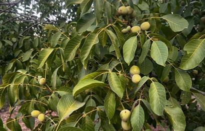 C21 LOFT'tan Verim ve Ev Hazır, Kızılcabölük'te Ceviz Bahçesi