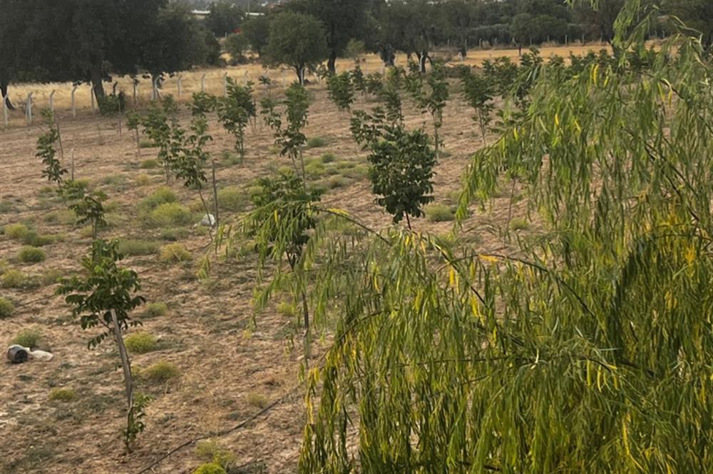 C21 LOFT'tan Verim ve Ev Hazır, Kızılcabölük'te Ceviz Bahçesi