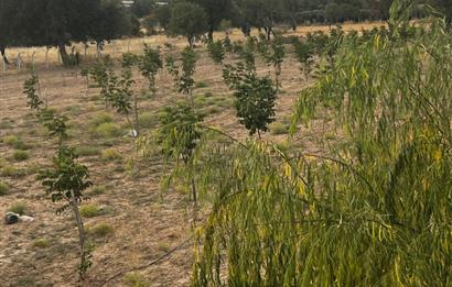 C21 LOFT'tan Verim ve Ev Hazır, Kızılcabölük'te Ceviz Bahçesi