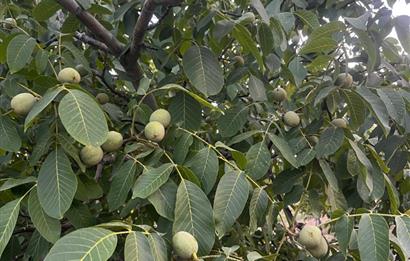 C21 LOFT'tan Verim ve Ev Hazır, Kızılcabölük'te Ceviz Bahçesi