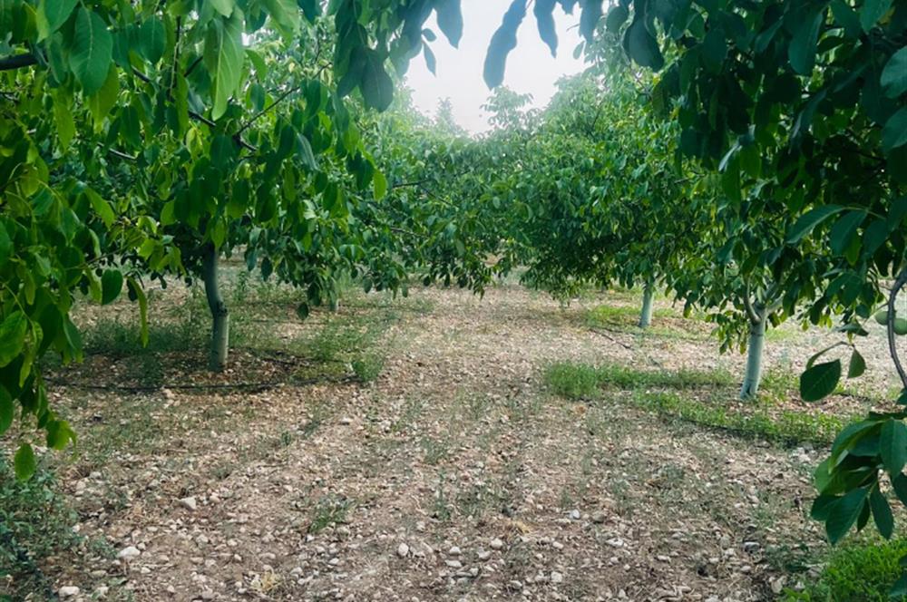 C21 LOFT'tan Verim ve Ev Hazır, Kızılcabölük'te Ceviz Bahçesi