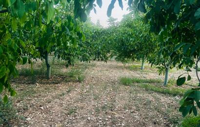 C21 LOFT'tan Verim ve Ev Hazır, Kızılcabölük'te Ceviz Bahçesi