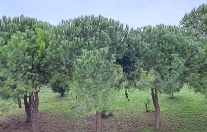 BEYLİKDÜZÜ SAHİLDE SİTE İÇİNDE 6+1 KİRALIK VİLLA