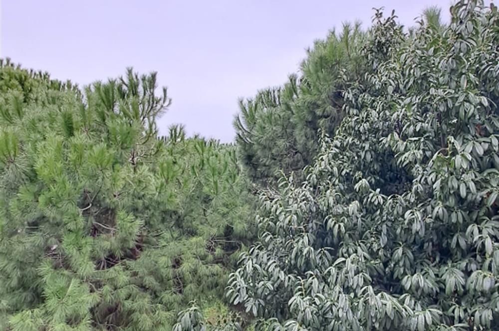 BEYLİKDÜZÜ SAHİLDE SİTE İÇİNDE 6+1 KİRALIK VİLLA