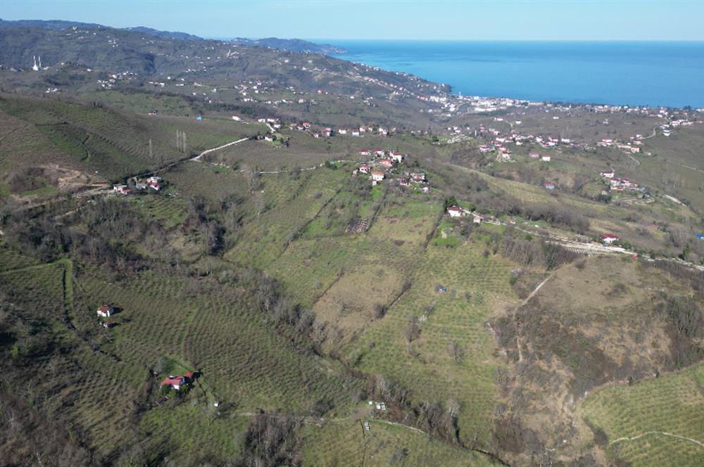 🌿 Ordu Neneli Mahallesi’nde Doğayla İç İçe Satılık Fındık Bahçesi ve Ev