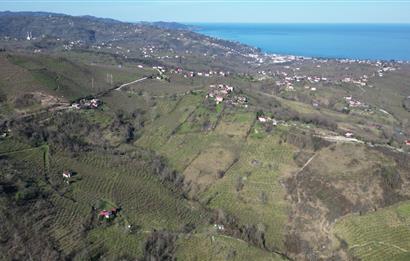 🌿 Ordu Neneli Mahallesi’nde Doğayla İç İçe Satılık Fındık Bahçesi ve Ev