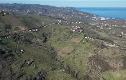 🌿 Ordu Neneli Mahallesi’nde Doğayla İç İçe Satılık Fındık Bahçesi ve Ev
