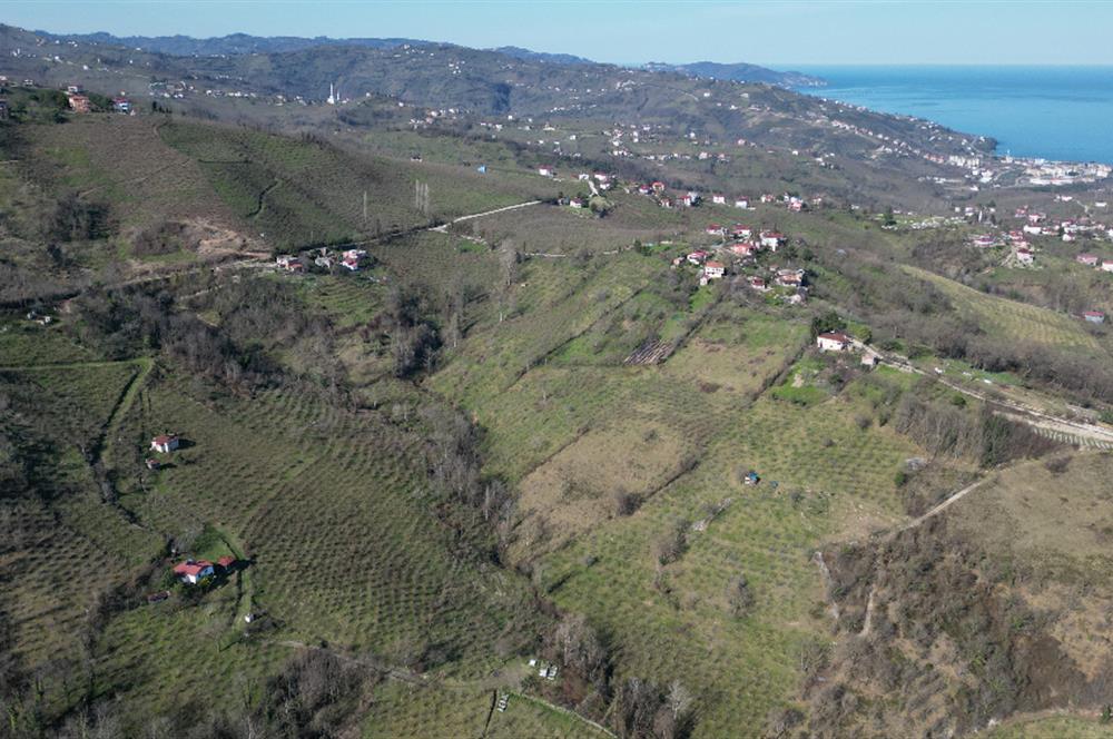 🌿 Ordu Neneli Mahallesi’nde Doğayla İç İçe Satılık Fındık Bahçesi ve Ev