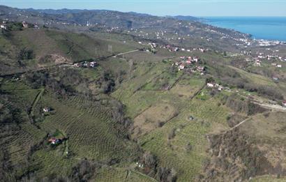 🌿 Ordu Neneli Mahallesi’nde Doğayla İç İçe Satılık Fındık Bahçesi ve Ev