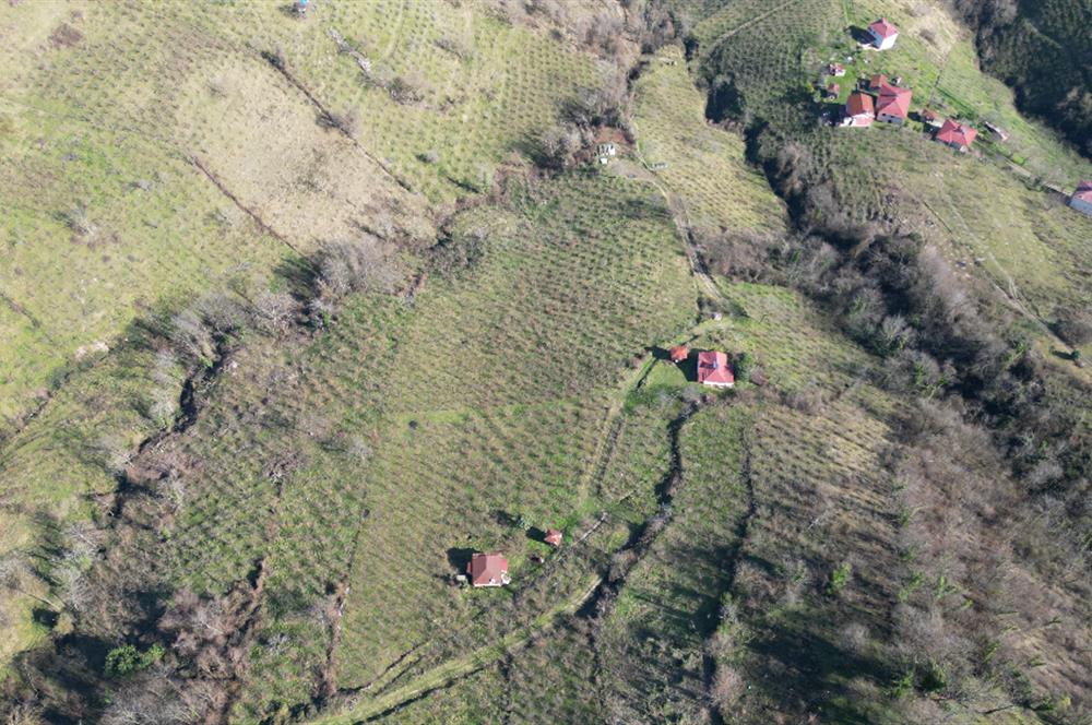 🌿 Ordu Neneli Mahallesi’nde Doğayla İç İçe Satılık Fındık Bahçesi ve Ev