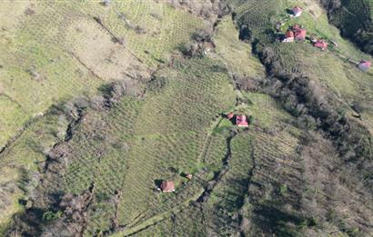 🌿 Ordu Neneli Mahallesi’nde Doğayla İç İçe Satılık Fındık Bahçesi ve Ev