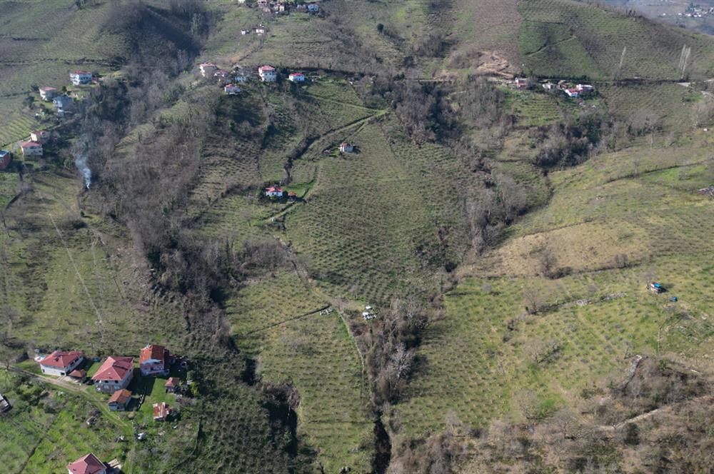 🌿 Ordu Neneli Mahallesi’nde Doğayla İç İçe Satılık Fındık Bahçesi ve Ev