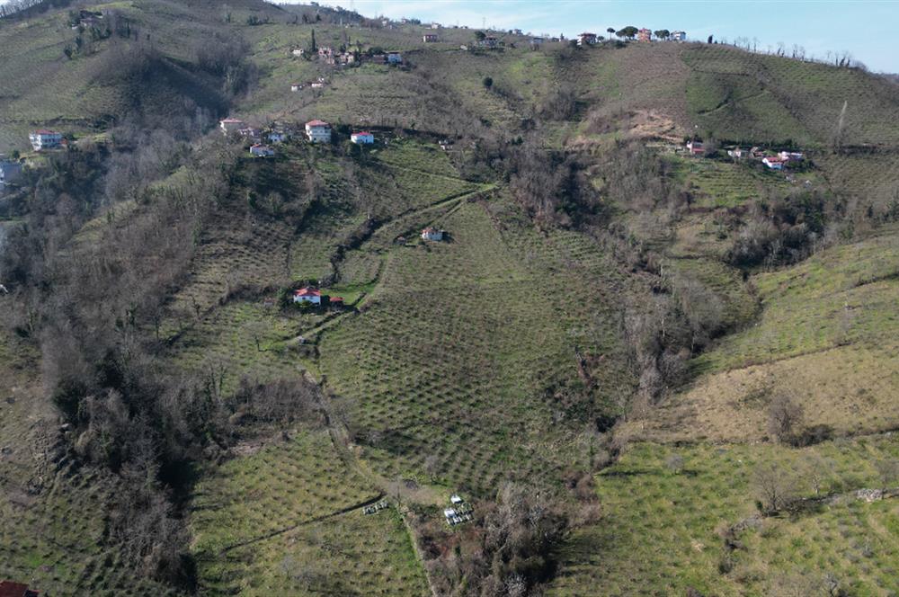 🌿 Ordu Neneli Mahallesi’nde Doğayla İç İçe Satılık Fındık Bahçesi ve Ev