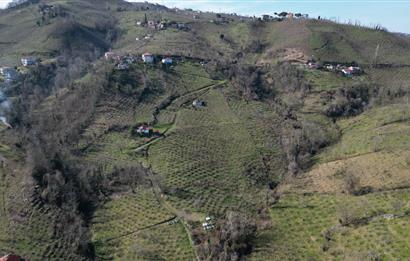 🌿 Ordu Neneli Mahallesi’nde Doğayla İç İçe Satılık Fındık Bahçesi ve Ev
