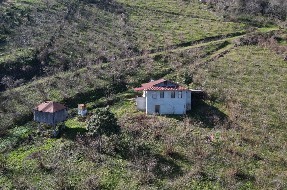 🌿 Ordu Neneli Mahallesi’nde Doğayla İç İçe Satılık Fındık Bahçesi ve Ev