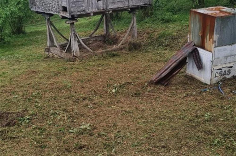 🌿 Ordu Neneli Mahallesi’nde Doğayla İç İçe Satılık Fındık Bahçesi ve Ev