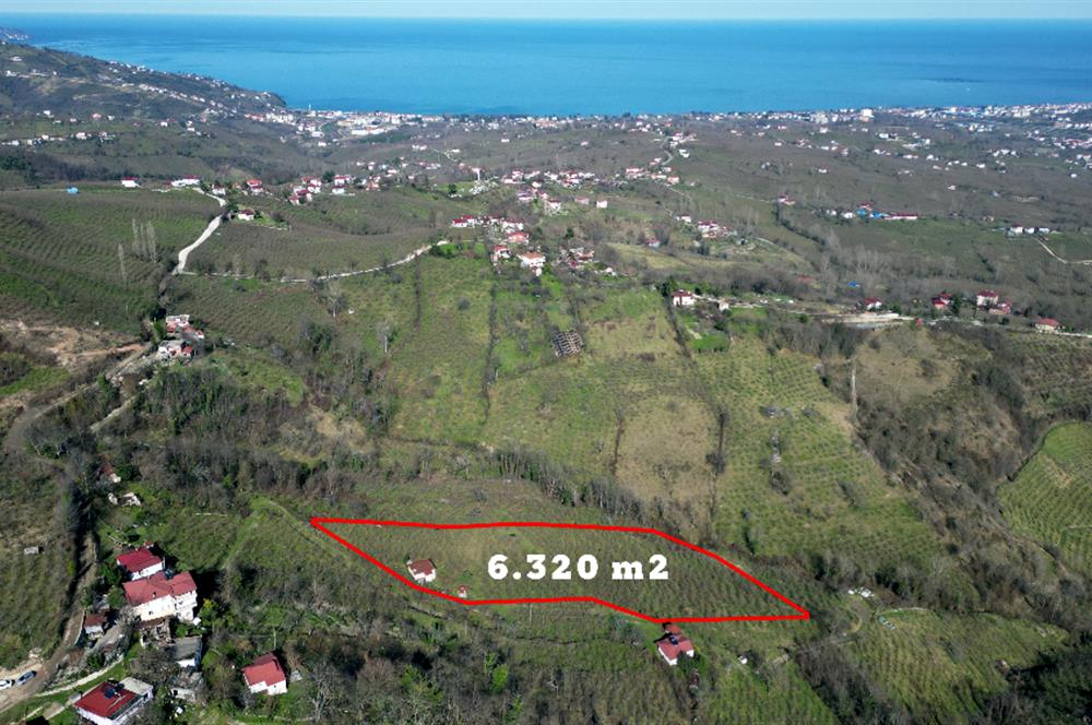 🌿 Ordu Neneli Mahallesi’nde Doğayla İç İçe Satılık Fındık Bahçesi ve Ev