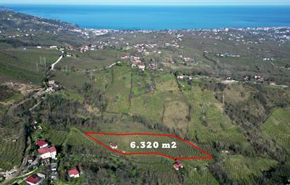 🌿 Ordu Neneli Mahallesi’nde Doğayla İç İçe Satılık Fındık Bahçesi ve Ev