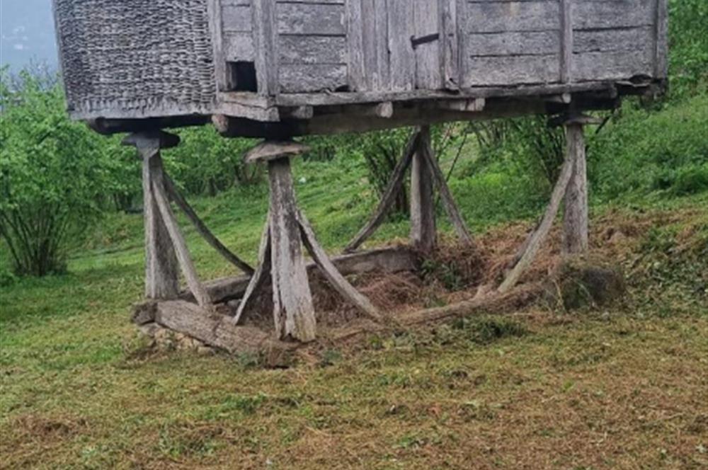 🌿 Ordu Neneli Mahallesi’nde Doğayla İç İçe Satılık Fındık Bahçesi ve Ev