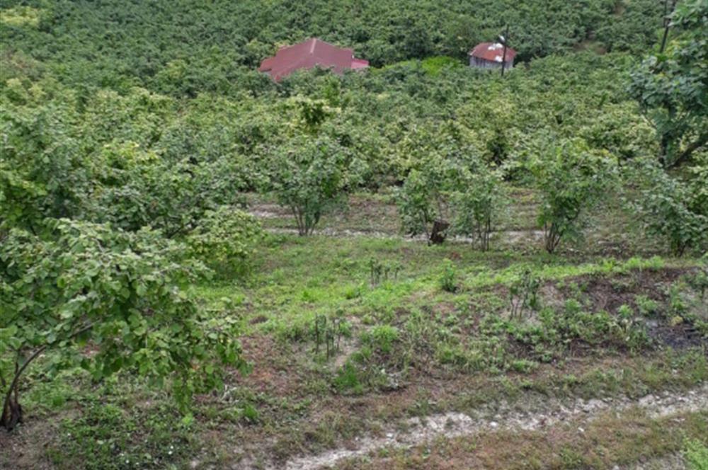 🌿 Ordu Neneli Mahallesi’nde Doğayla İç İçe Satılık Fındık Bahçesi ve Ev