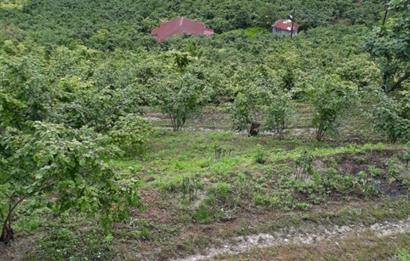 🌿 Ordu Neneli Mahallesi’nde Doğayla İç İçe Satılık Fındık Bahçesi ve Ev