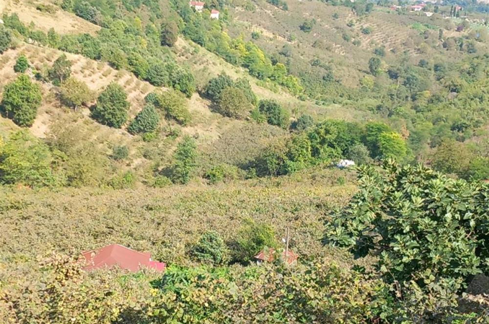 🌿 Ordu Neneli Mahallesi’nde Doğayla İç İçe Satılık Fındık Bahçesi ve Ev
