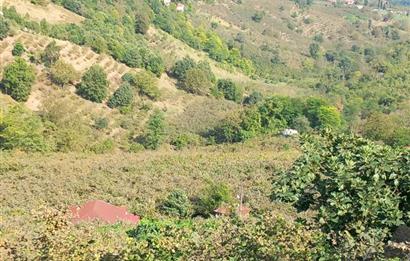 🌿 Ordu Neneli Mahallesi’nde Doğayla İç İçe Satılık Fındık Bahçesi ve Ev